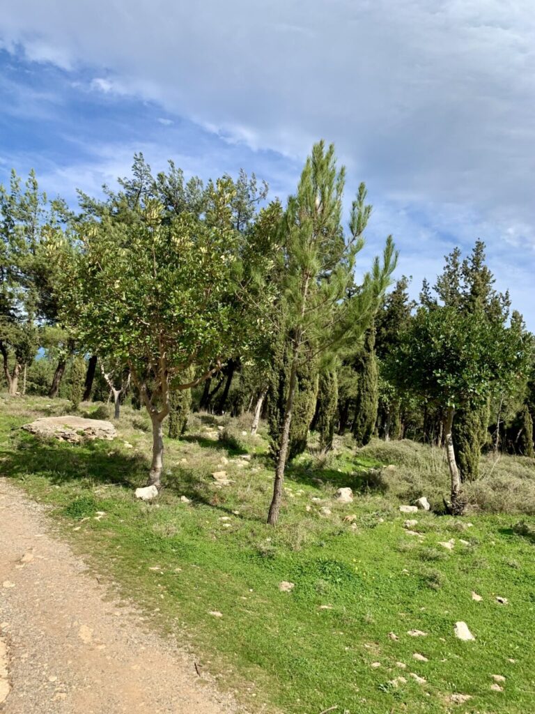 Fourni Forest 2